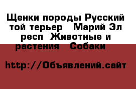 Щенки породы Русский той-терьер - Марий Эл респ. Животные и растения » Собаки   